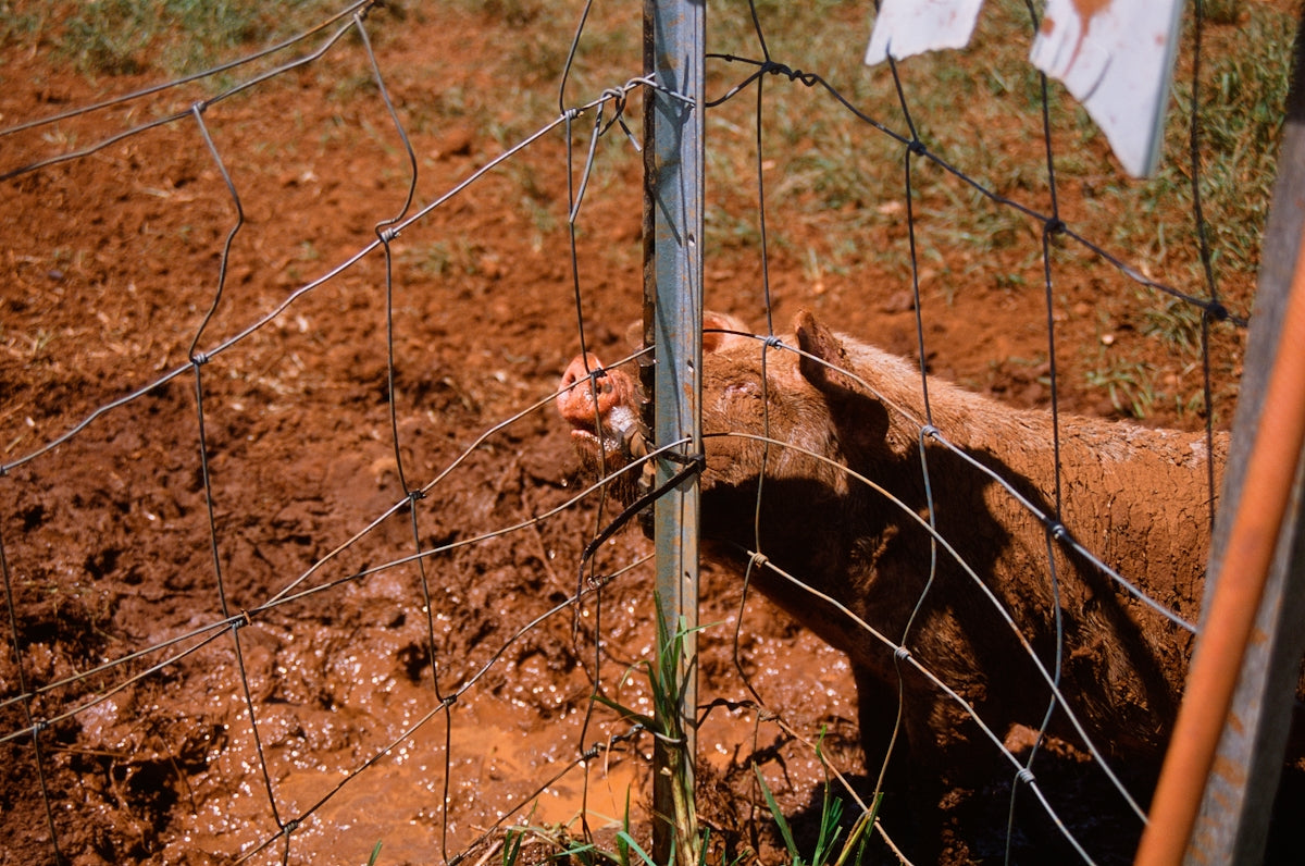brown pig beside fence