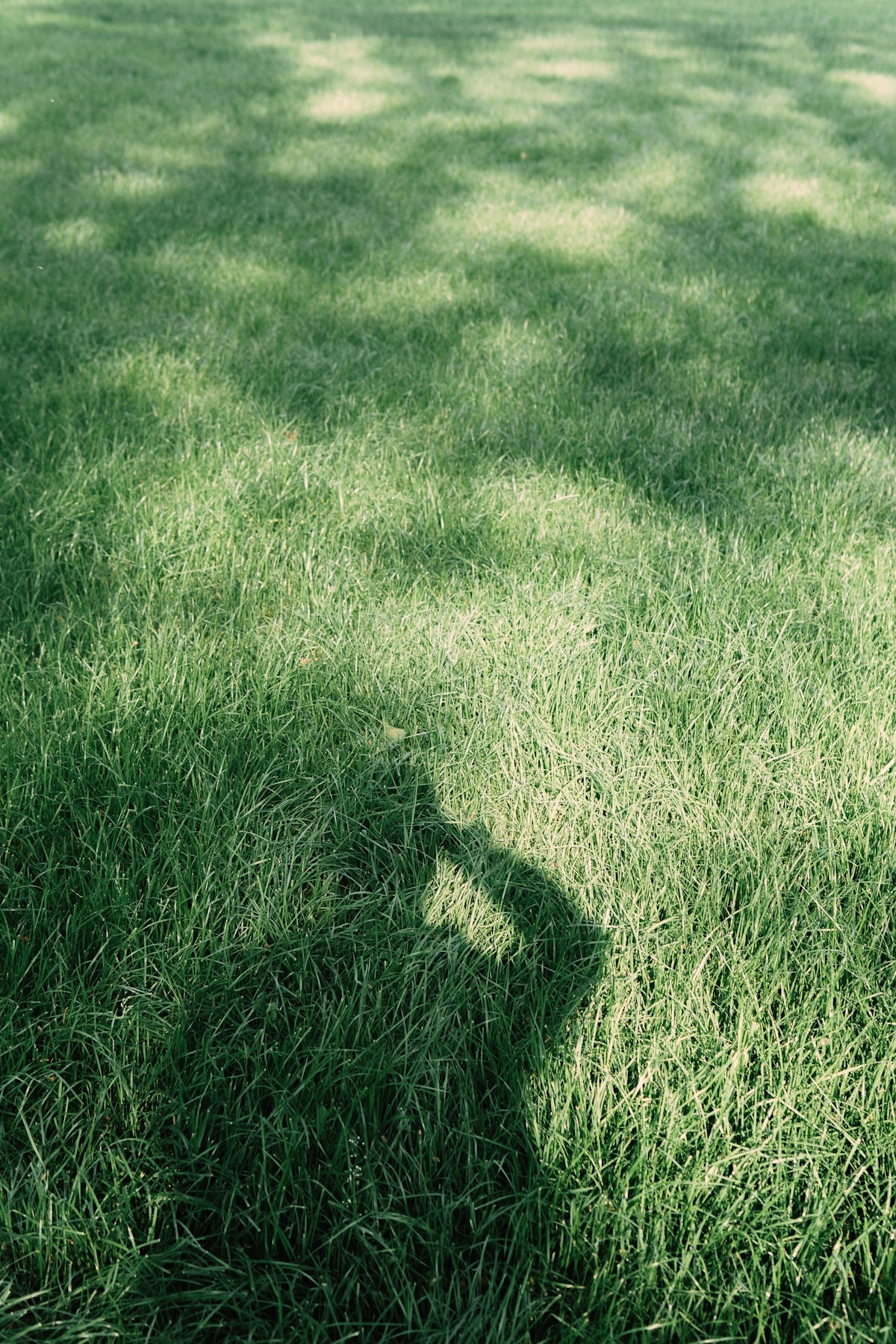 green grass field during daytime