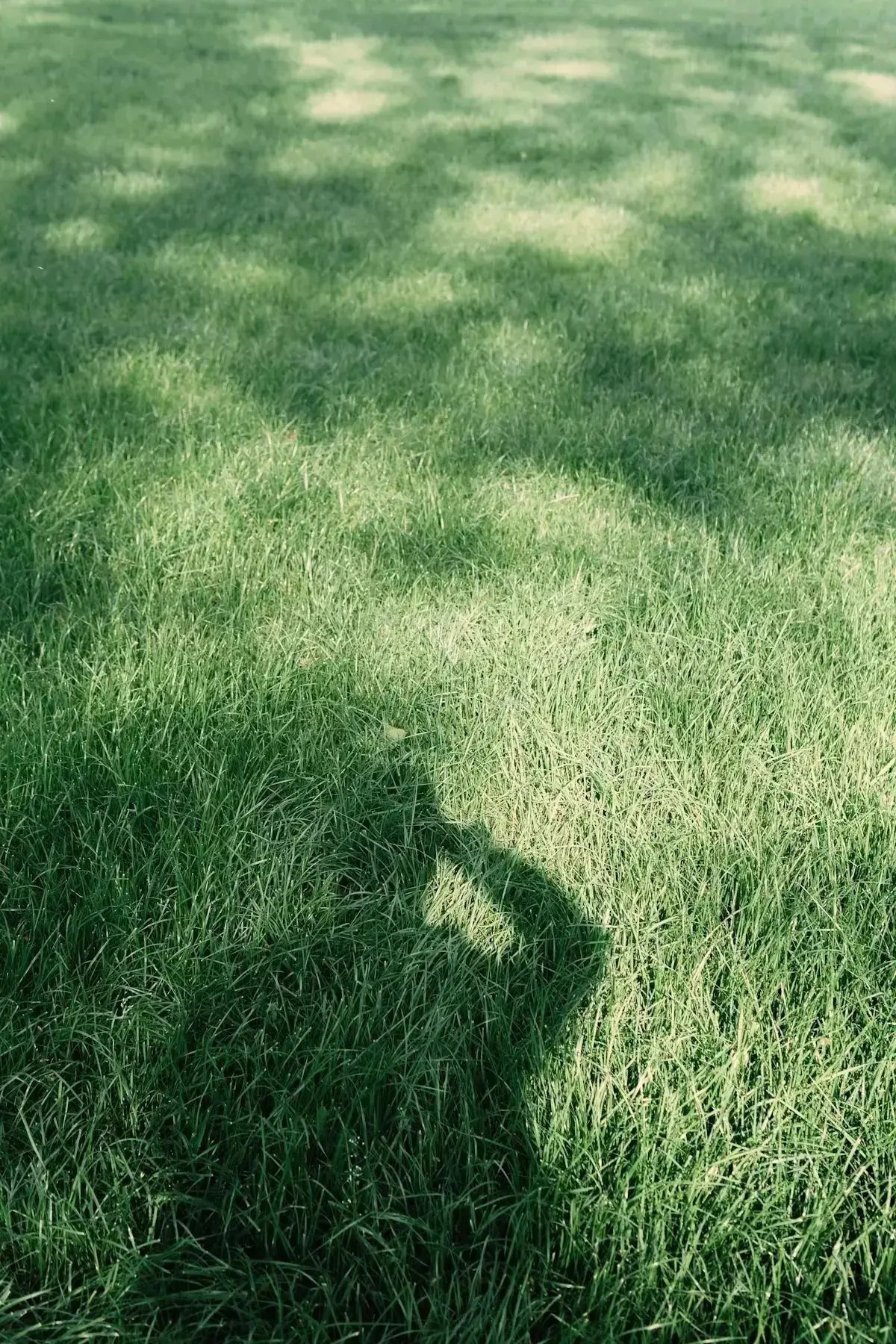 green grass field during daytime