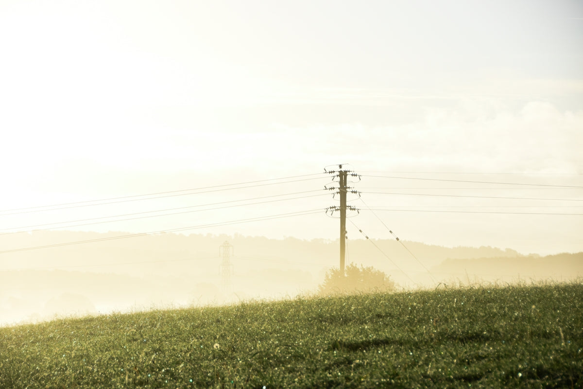 a lone sheep standing in a field with power lines in the background