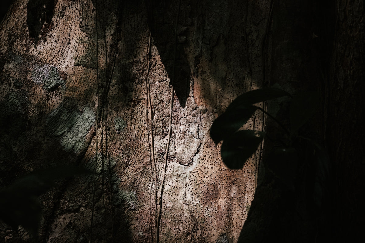 a shadow of a plant on the side of a tree