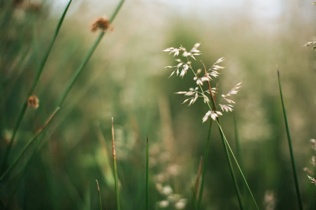 a close up of a bunch of flowers in a field