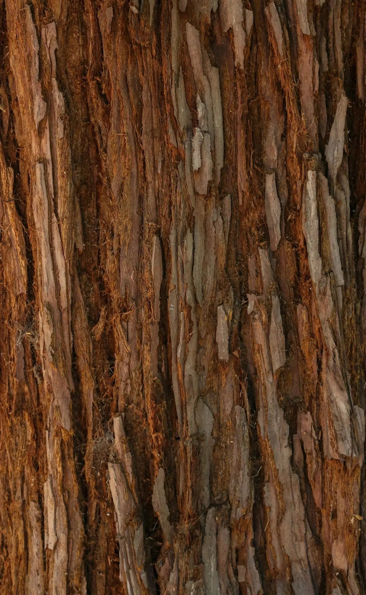 a close up of the bark of a tree