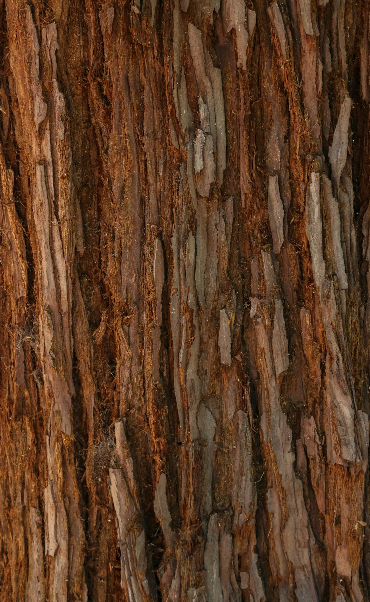 a close up of the bark of a tree
