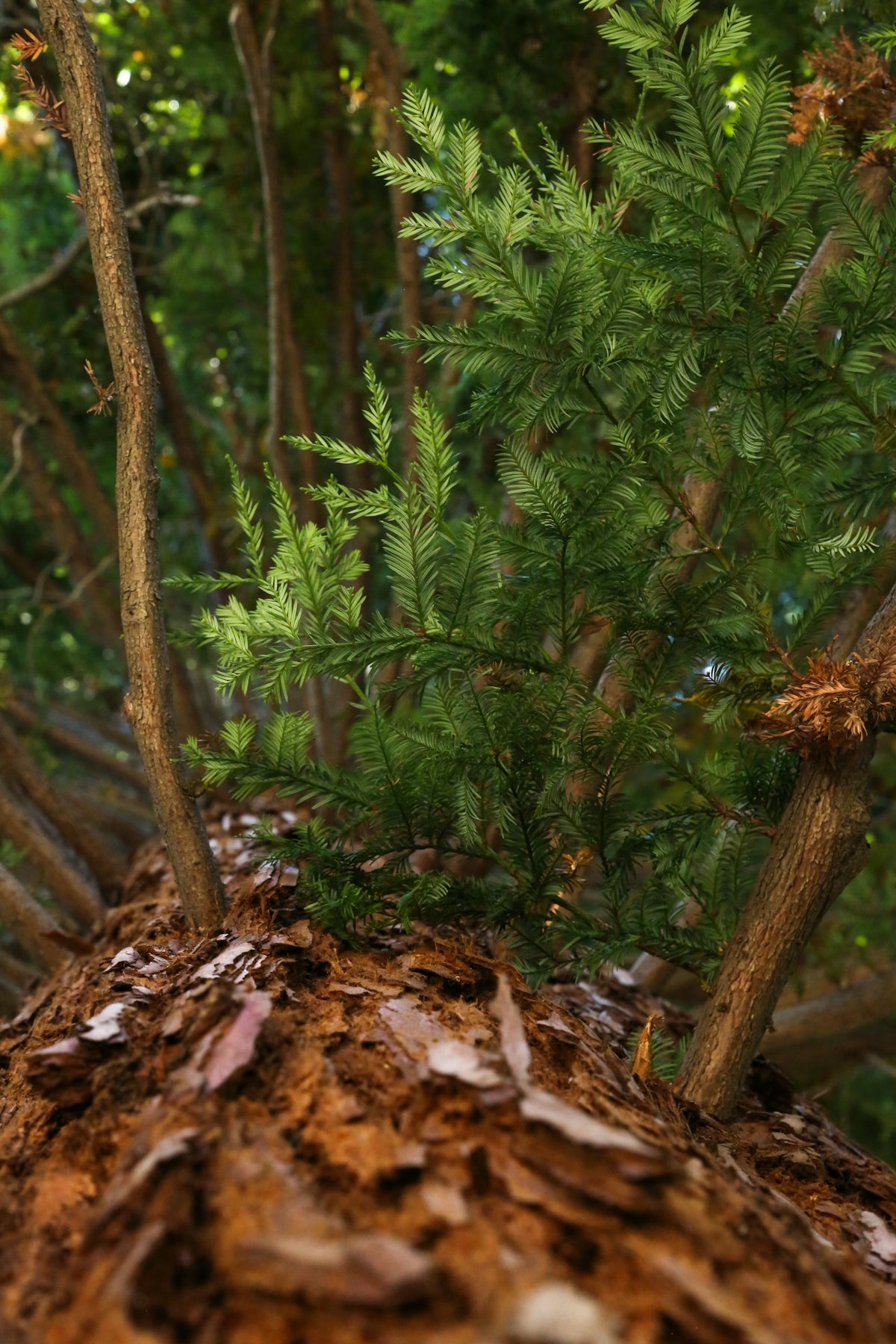 a close up of a pine tree trunk