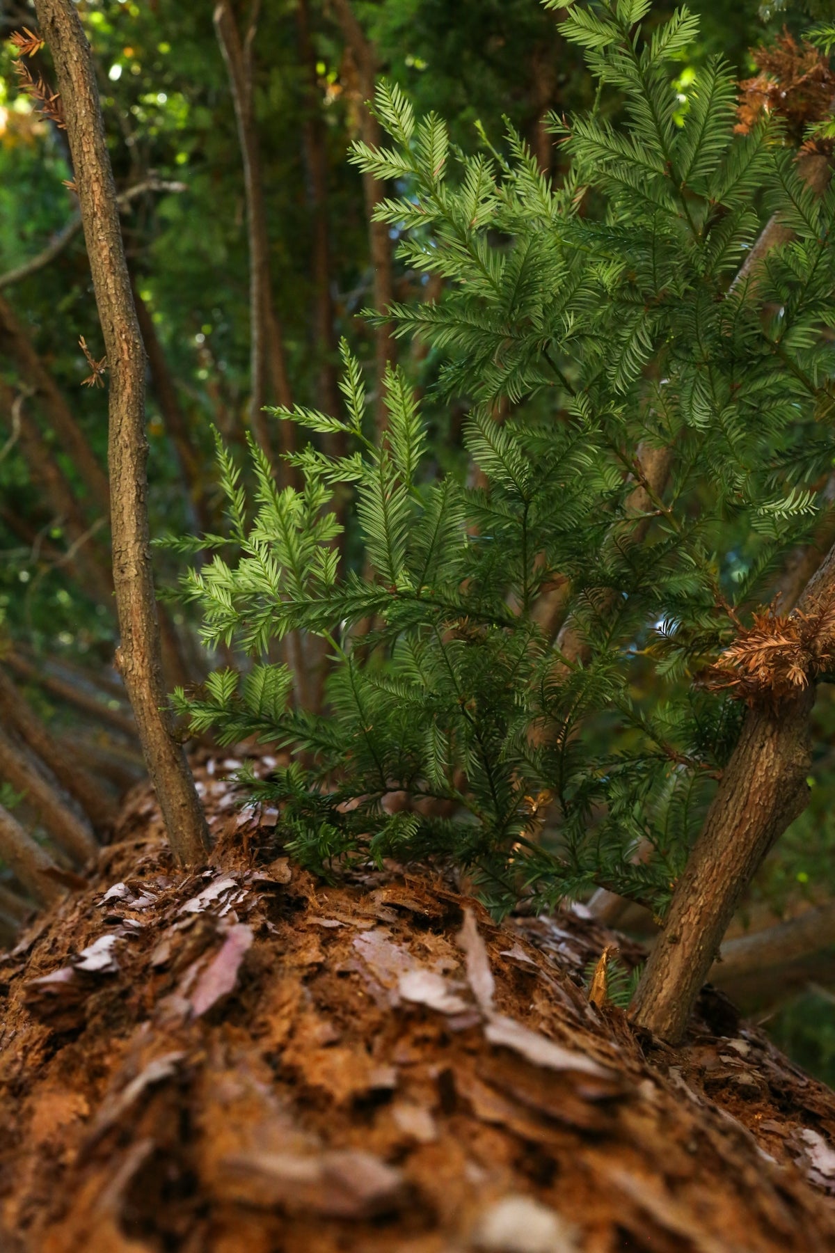 a close up of a pine tree trunk