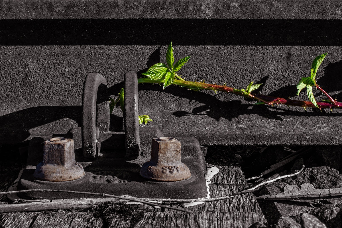 A close up of a metal object with a plant growing out of it