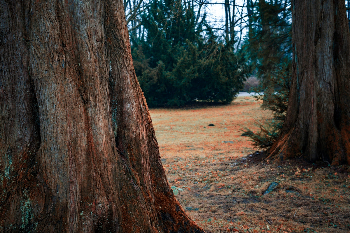 A couple of trees that are in the grass