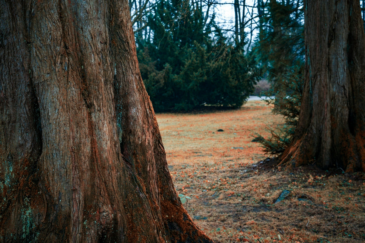 A couple of trees that are in the grass