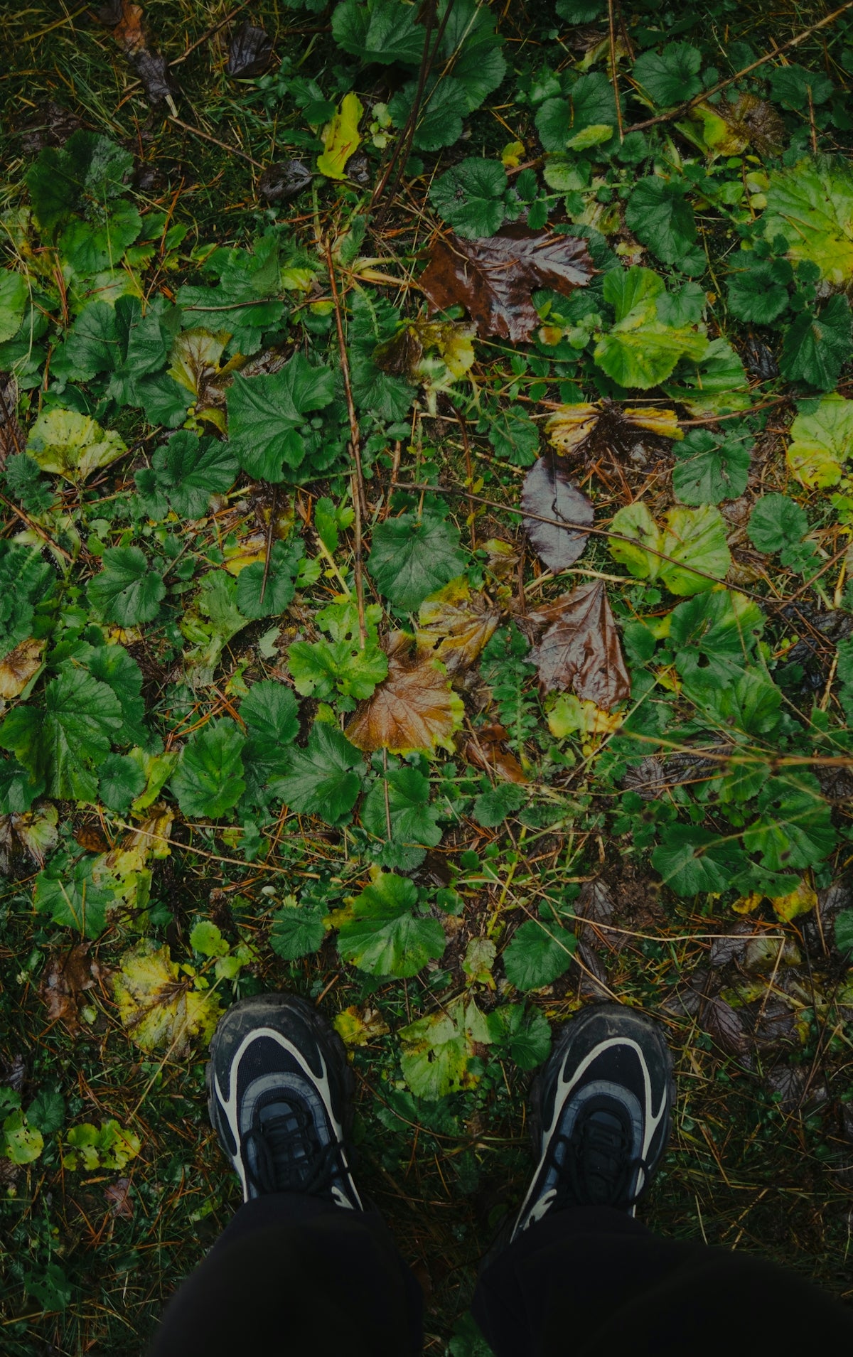 Pair of black and white sneakers on forest floor.