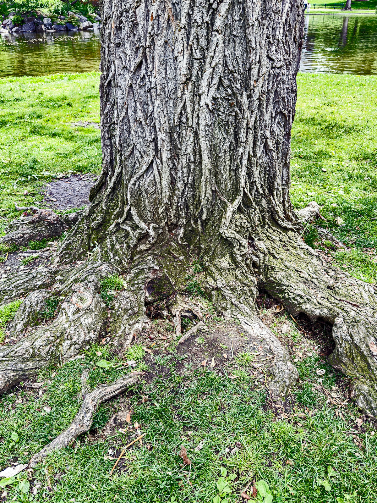 Close-up of a large tree trunk with exposed roots