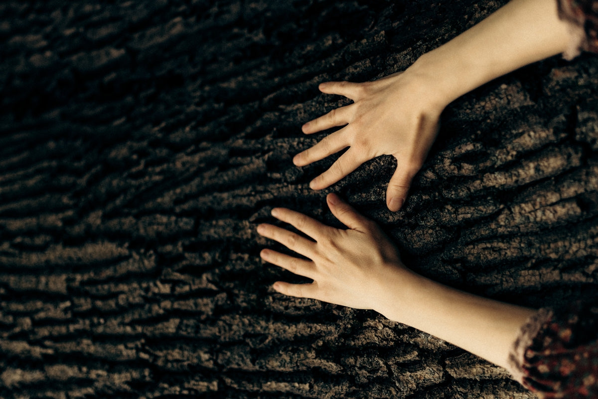 Two hands touch a textured tree bark surface.