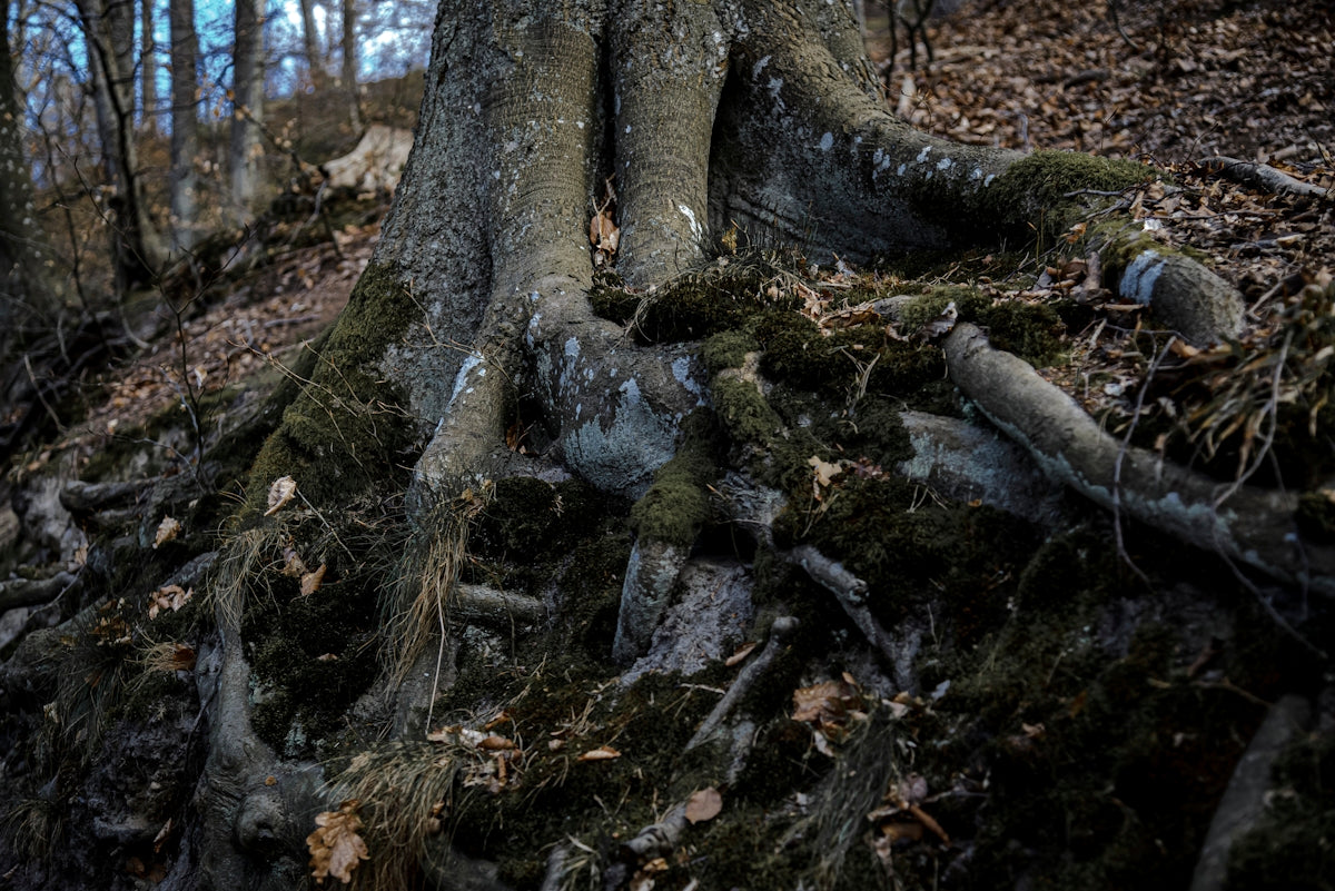 Massive tree roots covered in moss in a forest
