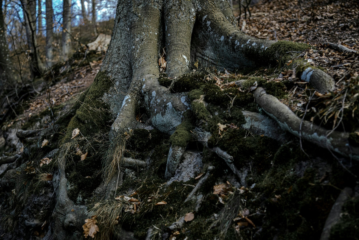 Massive tree roots covered in moss in a forest