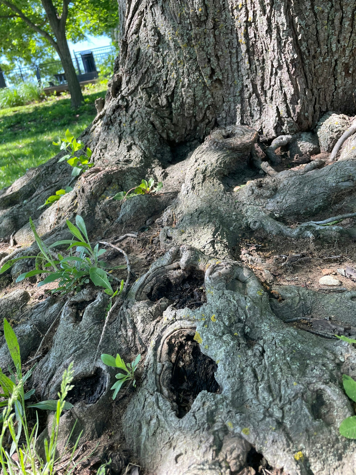 Exposed tree roots with green sprouts and dirt.