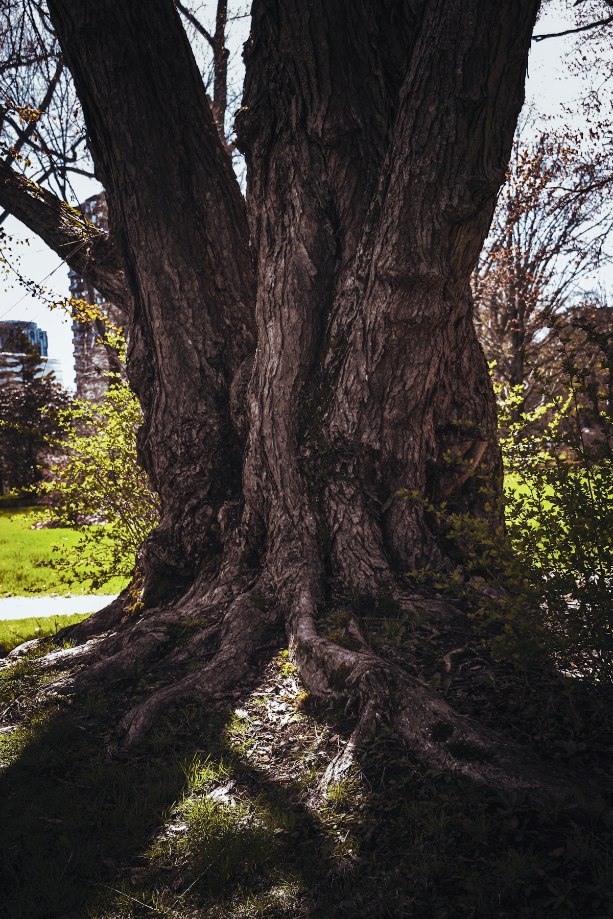 A large tree with exposed roots in a park.